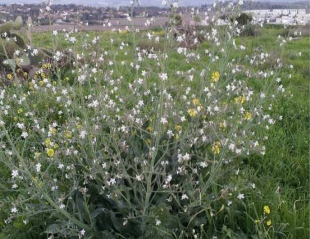 תמונות: לשון פר סמורה