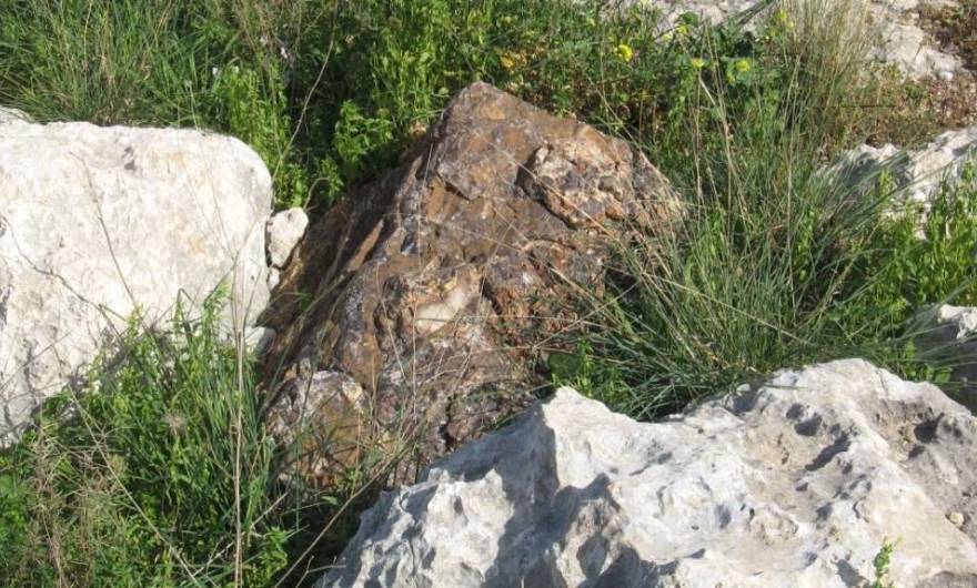 בוטניקה: גוש צור 