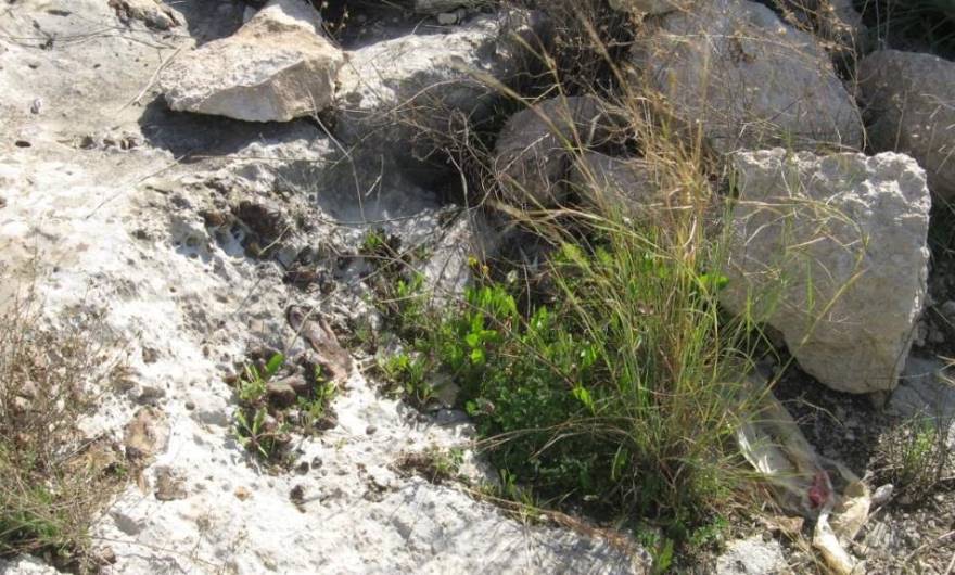 בוטניקה: עדשות צור בתוך שכבת הנארי