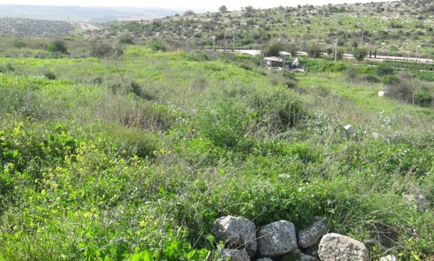 בוטניקה: השיחייה בשטח שמצפון לאתר העתיקות	