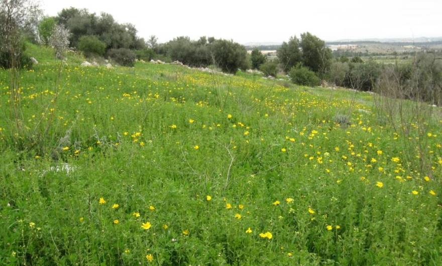 אלבום תמונות: חרצית עטורה