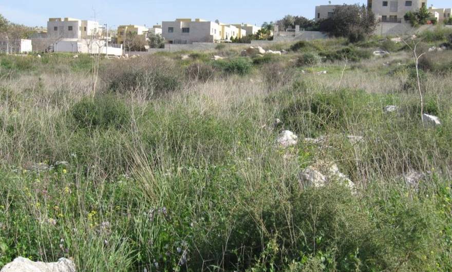 בוטניקה: בתי המגורים ברחוב ראובן ממזרח 