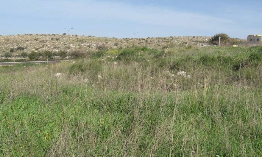 בוטניקה: חורבות מבנים מכוסים בצמחייה שטרם נחפרו. משמאל – שד' החשמונאים