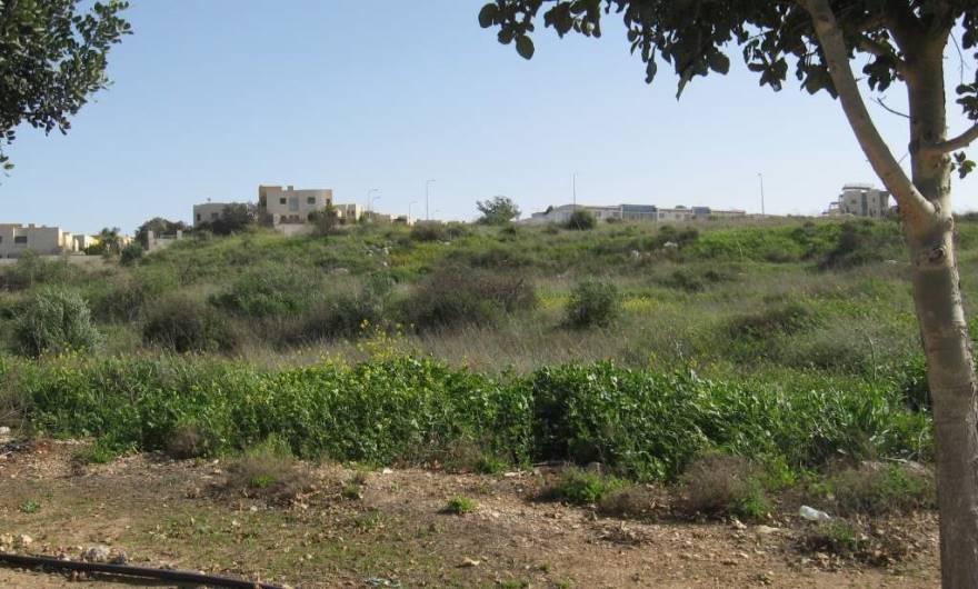 בוטניקה: חורבות מבנים מכוסים בצמחייה מצפון לאתר בית הכנסת. מבט משד' החשמונאים 