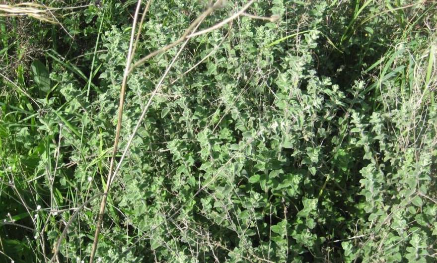 בוטניקה: אזוב מצוי                                                                                                    