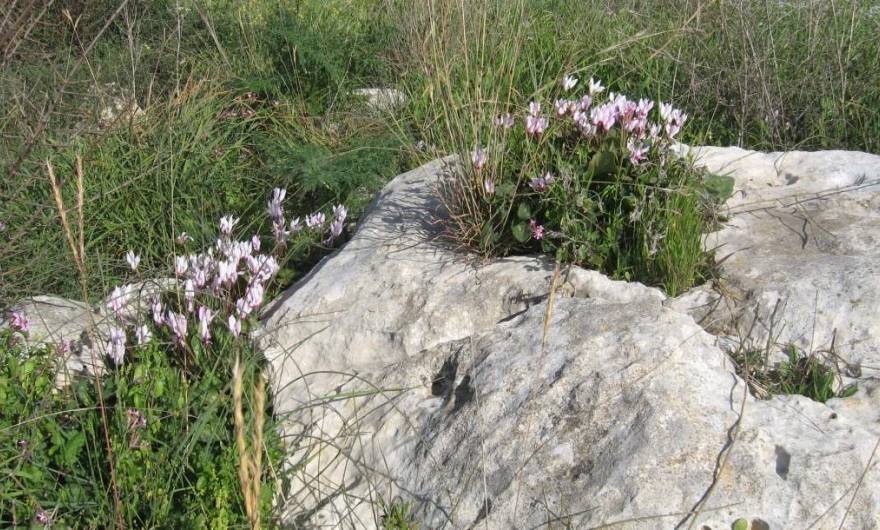 בוטניקה: רקפות 