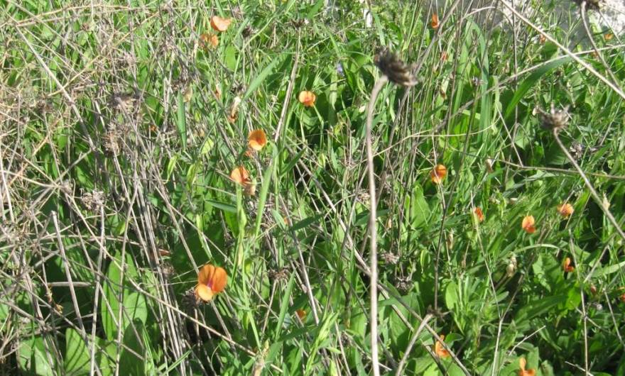 בוטניקה: טופח ריסני