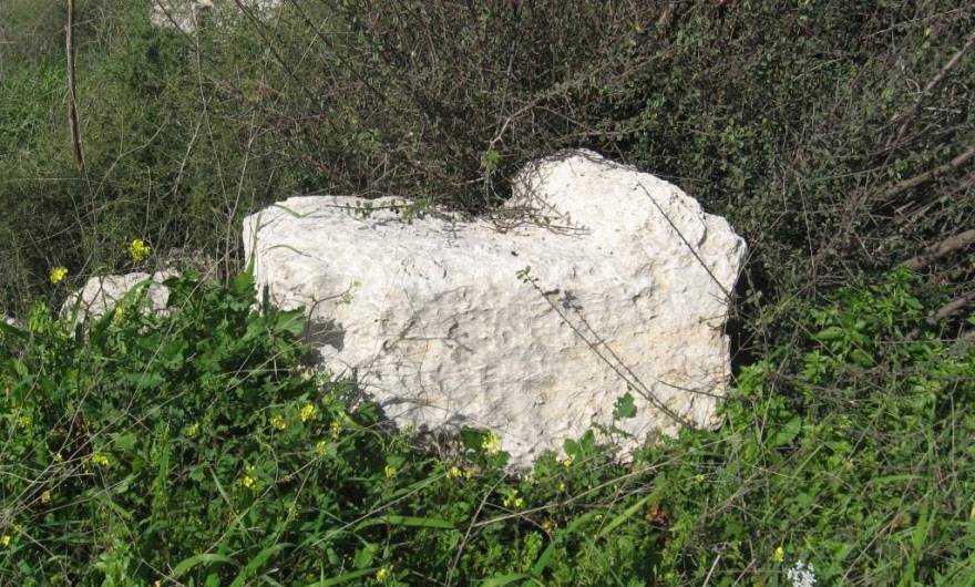 בוטניקה: שיחי אזוב מצוי (מימין) וחרדל לבן (משמאל)