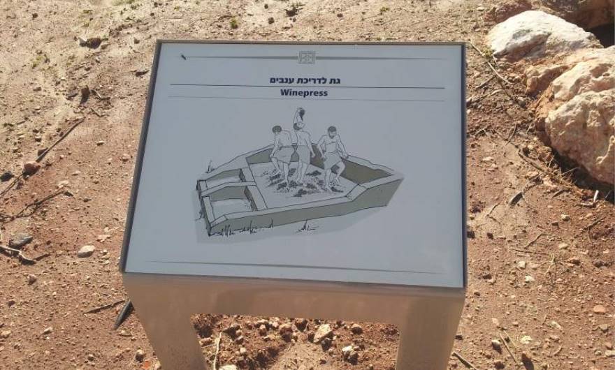 סיור מצולם באתר הארכיאולוגי: תרשים גת לדריכת ענבי-יין