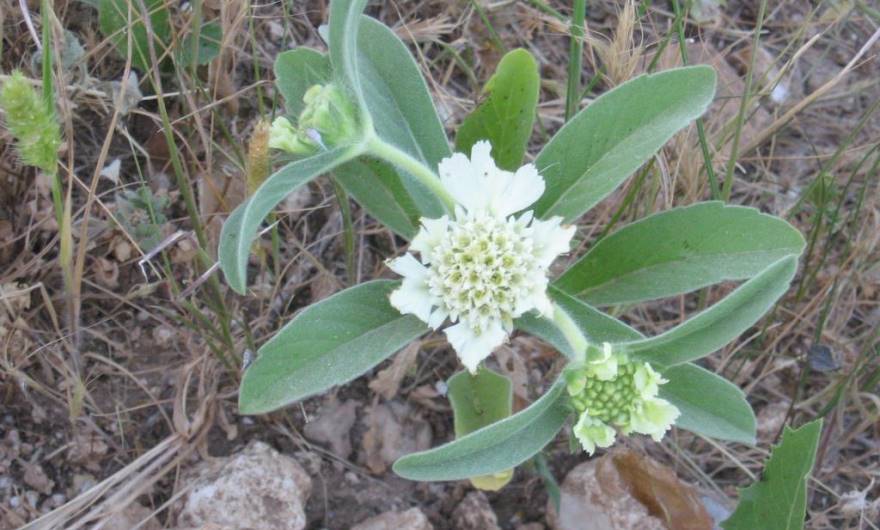 בוטניקה: תגית מצויה