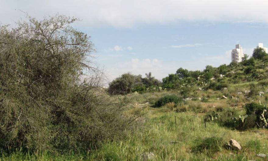 בוטניקה: שיזף בתחתית המדרון הצפוני