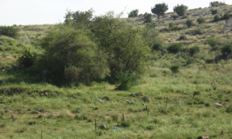 בוטניקה: שיזפי-ענק בתחתית המדרון הצפון-מערבי