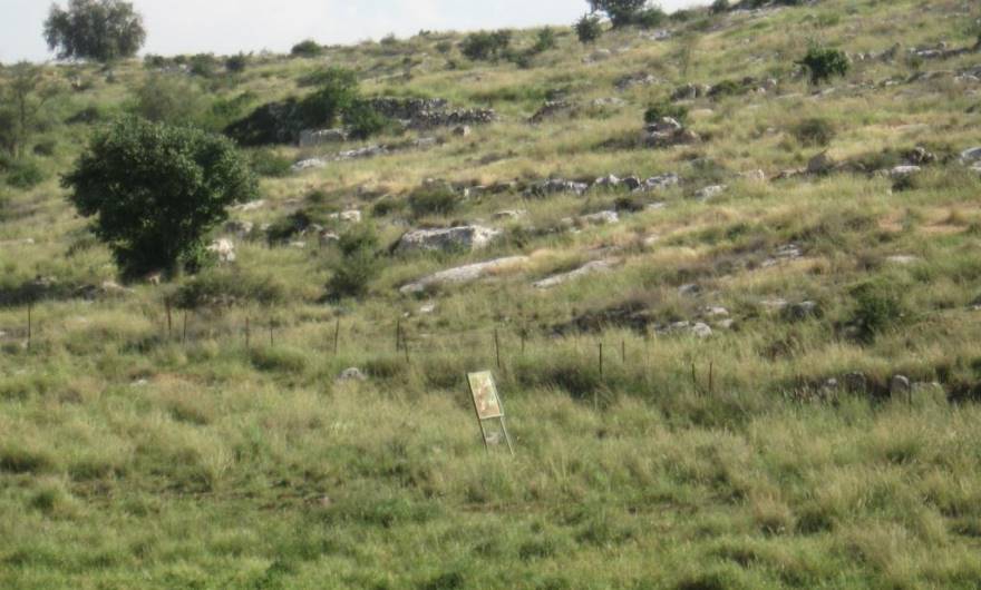 בוטניקה: שלט הפח – שריד לשטח האש שהתקיים לפני הקמת העיר