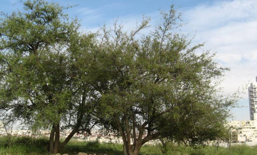 בוטניקה: שני שיזפים על רקע שני המגדלים (מדרון דרום-מזרחי)