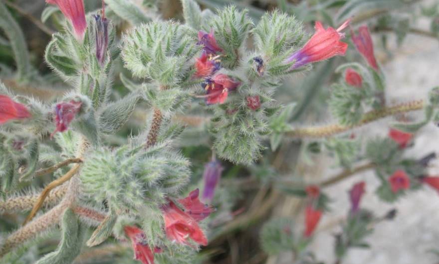 בוטניקה: עכנאי שרוע