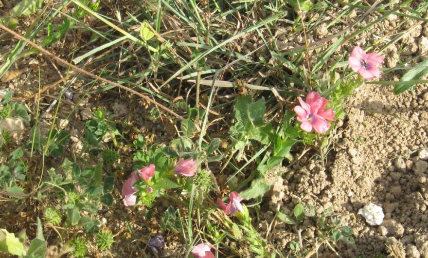 בוטניקה: פשתה שעירה