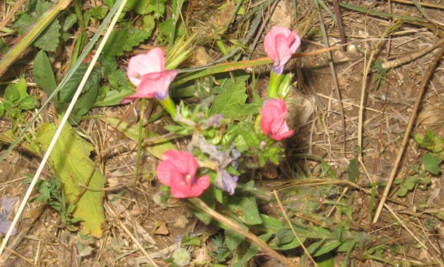 בוטניקה: פשתה שעירה 