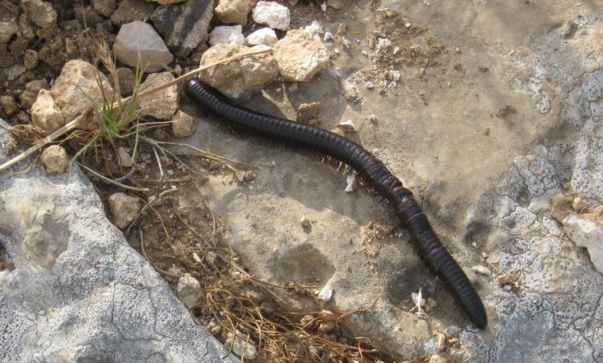 בעלי חיים: רב-רגל שחור