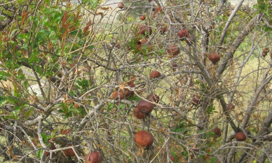 בוטניקה: רימון מצוי