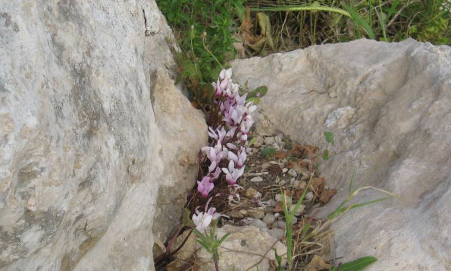 בוטניקה: רקפות בברפיליה
