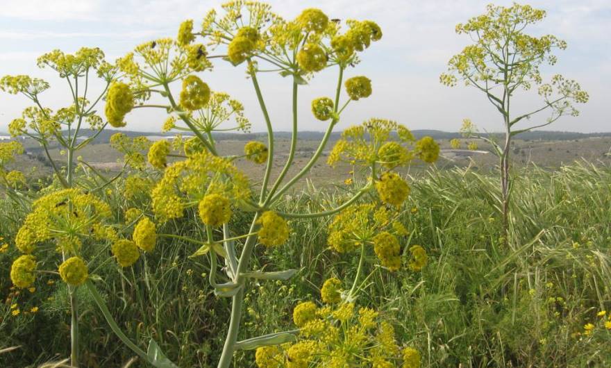 בוטניקה: כלך מצוי