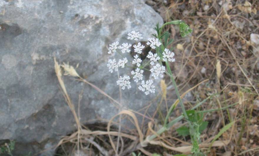 בוטניקה: כמנון כרתי