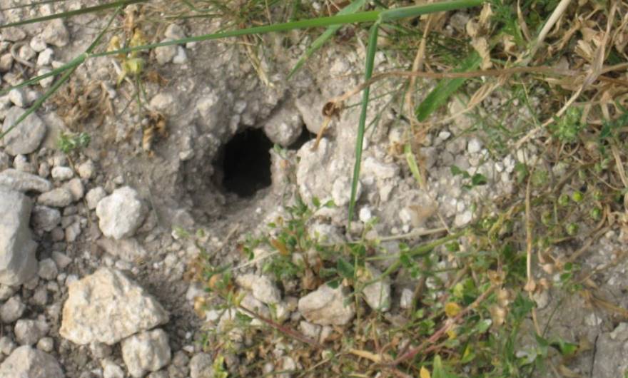 בעלי חיים: מחילה (לא מזוהה)