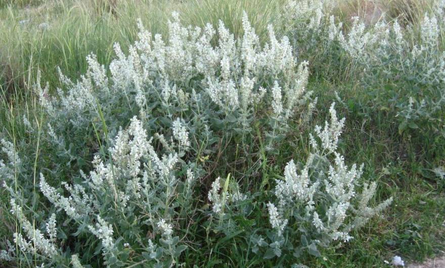 בוטניקה: מרווה ריחנית