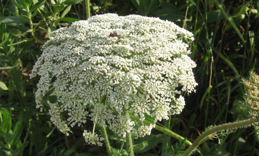 בוטניקה: גזר קיפח