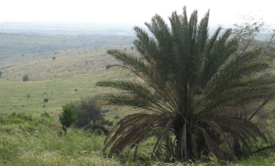 בוטניקה: דקל בראש המדרון הדרום-מערבי. ברקע נראה יובל המתחבר לנחל ענבה