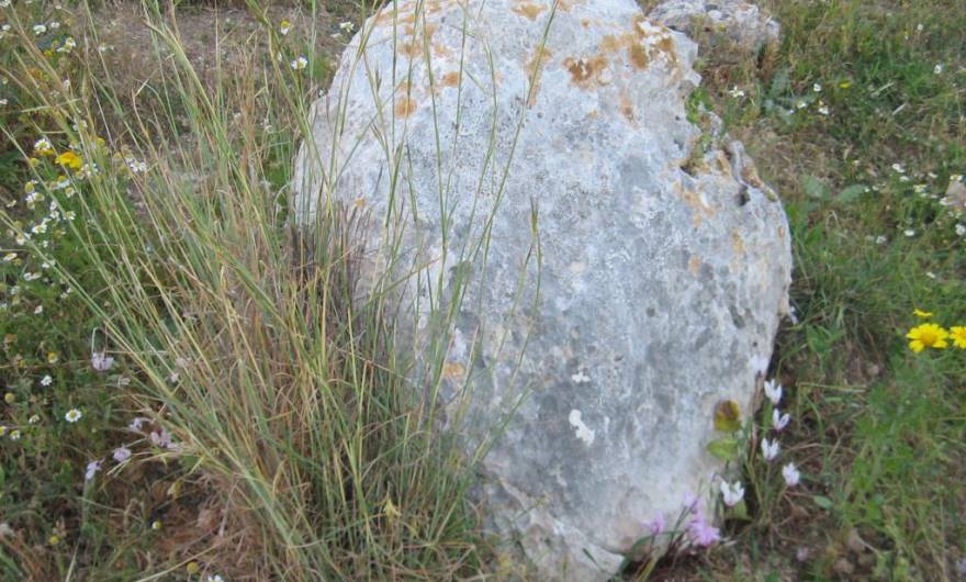 בוטניקה: זקנן שעיר, רקפת ועוד