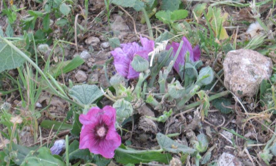 בוטניקה: חוטמית עין הפרה