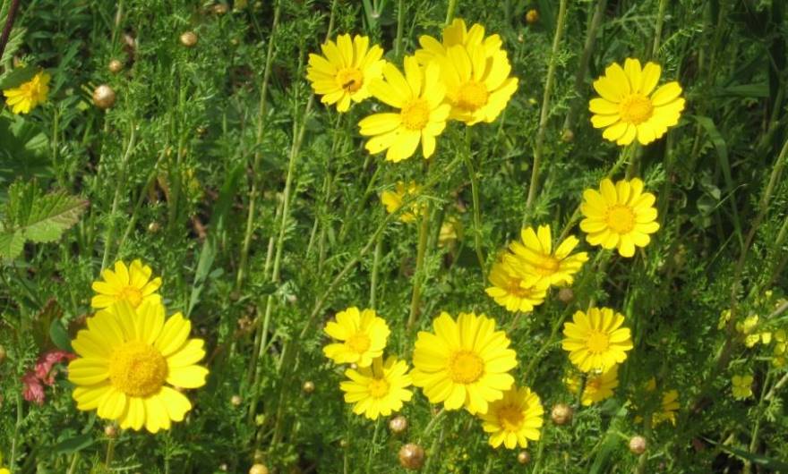 תמונות: חרצית עטורה