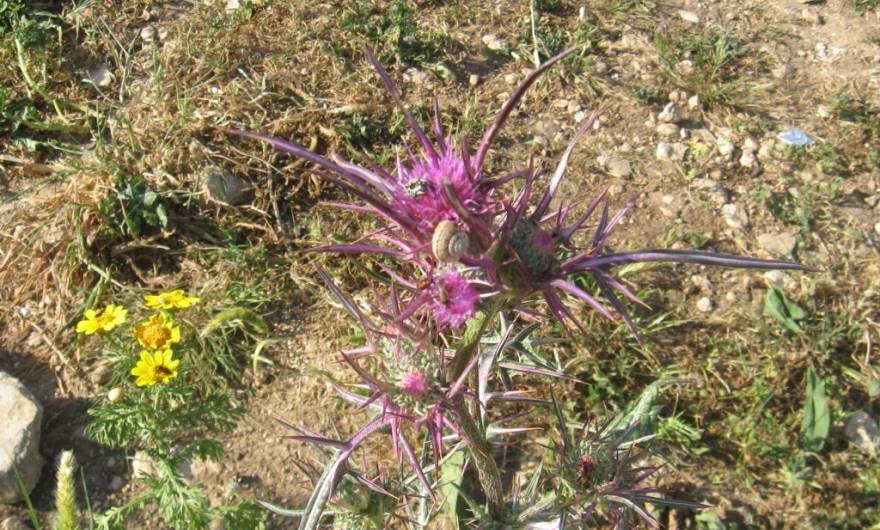 בוטניקה: ברקן סורי וחרצית עטורה