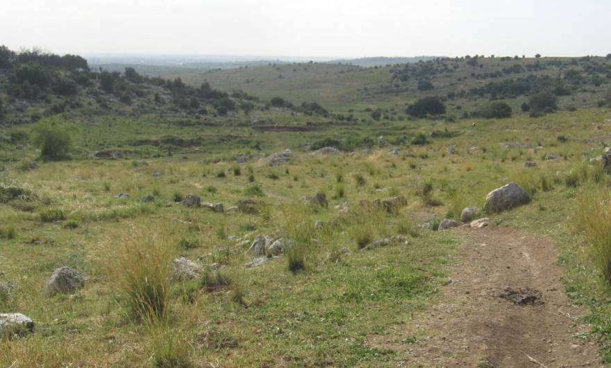 בוטניקה: הוואדי מדרום לברפיליה. על המדרון בתה של זקנן שעיר. בערוץ מספר עצי-ענק עתיקים