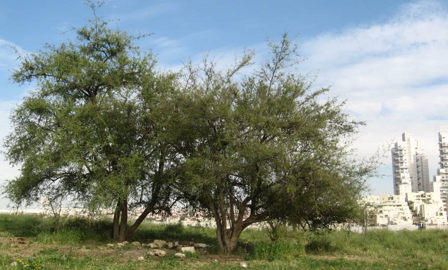 בוטניקה: צמחייה