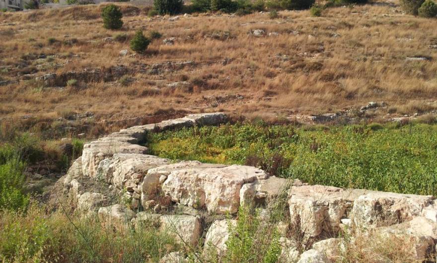 תמונות: ריכוז צמחייה באגן מלכודת מי-נגר – קיץ 2013