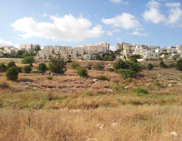 חלק מעצי חורשת שותפות 2000