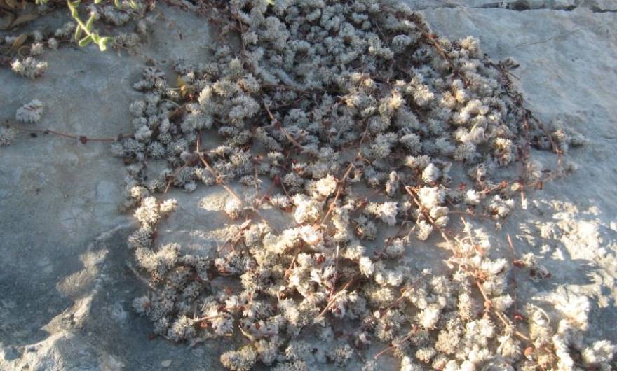 תמונות: אלמוות כסף