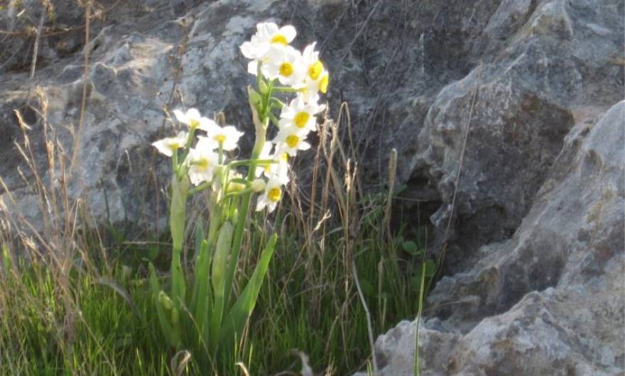 תמונות: נרקיס מצוי בכיס-קרקע בין הסלעים