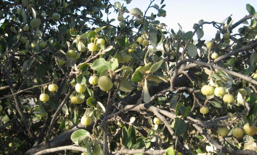 תמונות: פירות שיזף