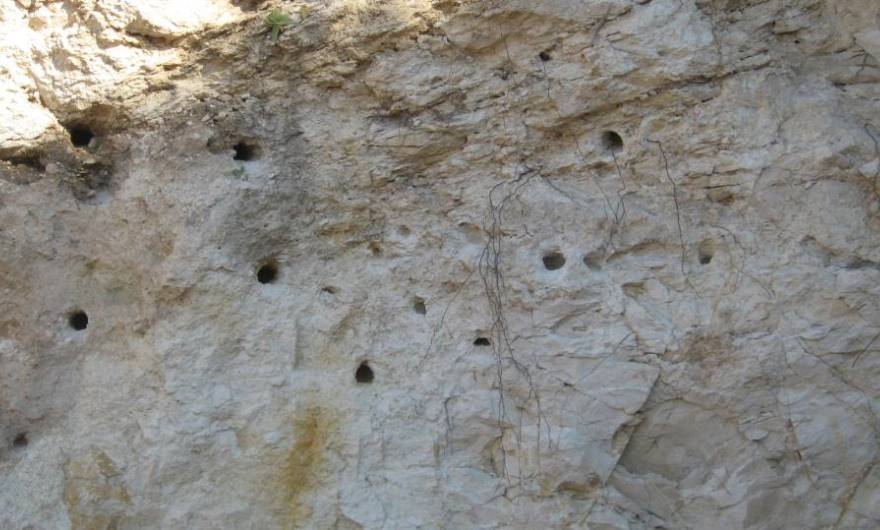 תמונות: מחילות קינון חדשות בקיר מערת בית-הבד