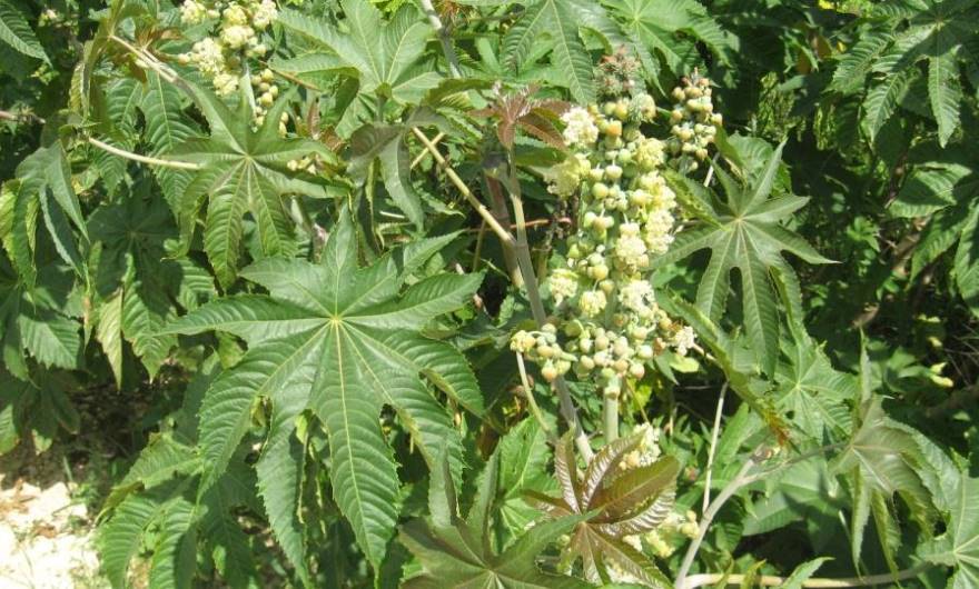 תמונות: קיקיון תמונות: קיקיון