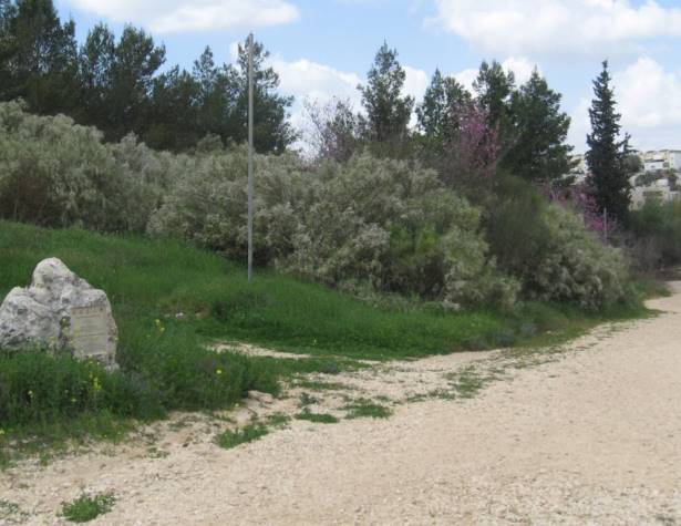 יער הילדים יער הילדים