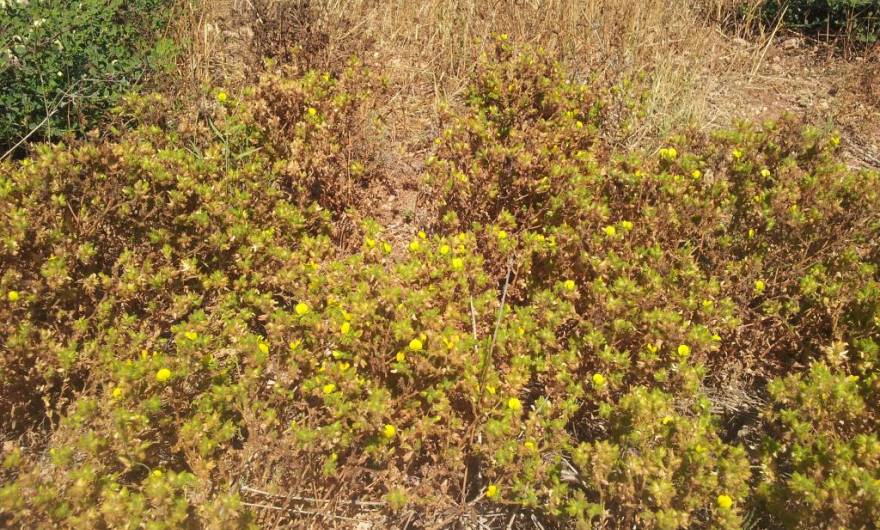 תמונות: שברק דביק