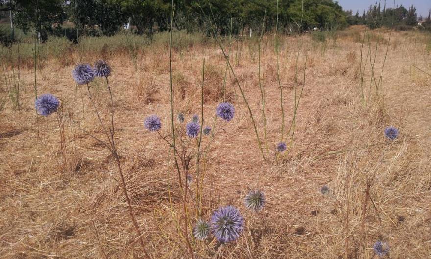 תמונות: קיפודן מצוי