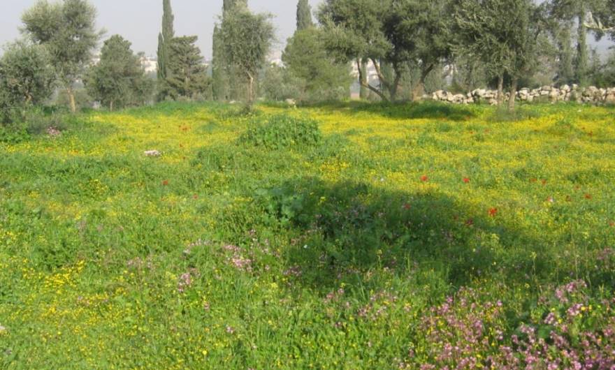 תמונות: פסגת הגבעה – מופע חורף. בעיקר עשבוני בן-חלוף