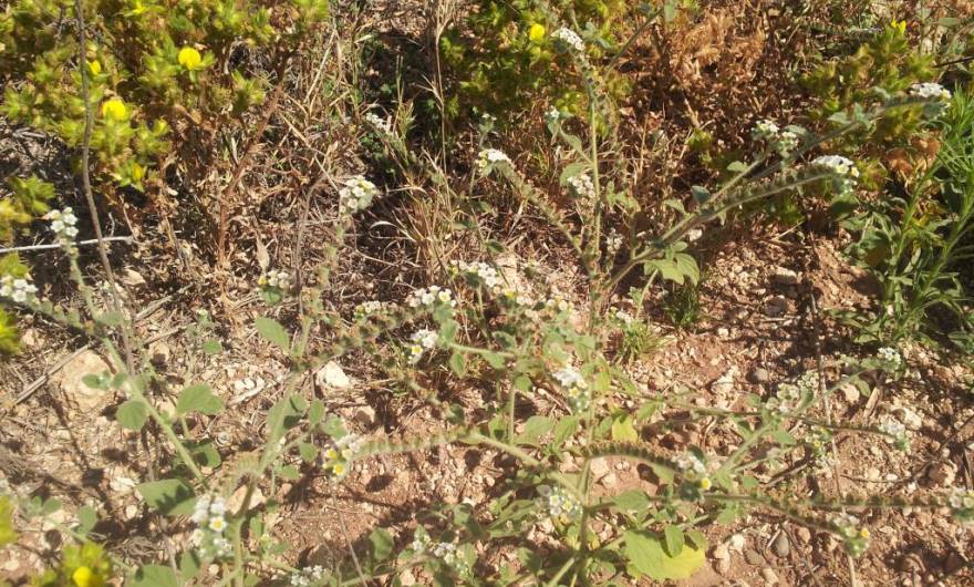 תמונות: עוקץ עקרב אירופי