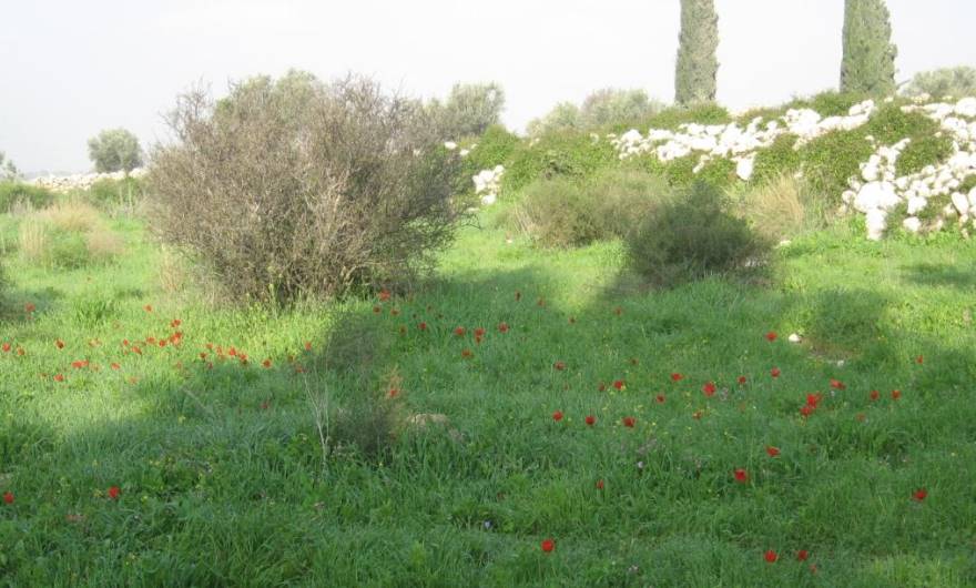 תמונות: משטח עשבוני מדרום לחורבה וכלניות
