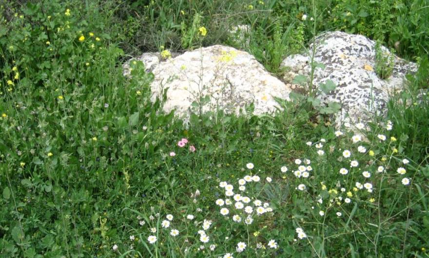 תמונות: סלע עטור מספר מיני חזזיות. למרגלות הסלע פשתה, מרגנית וקחוון 